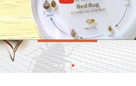 Nashville Bed Bugs